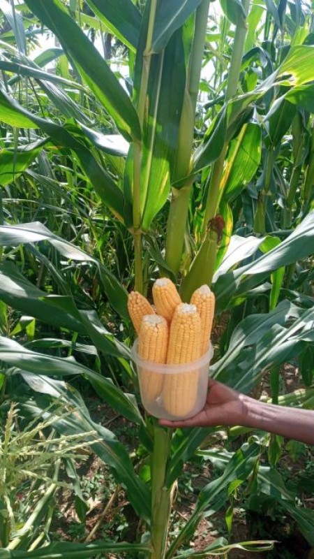 Sweetcorn (Fresh or Frozen) from Uganda